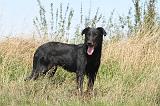 BEAUCERON 086